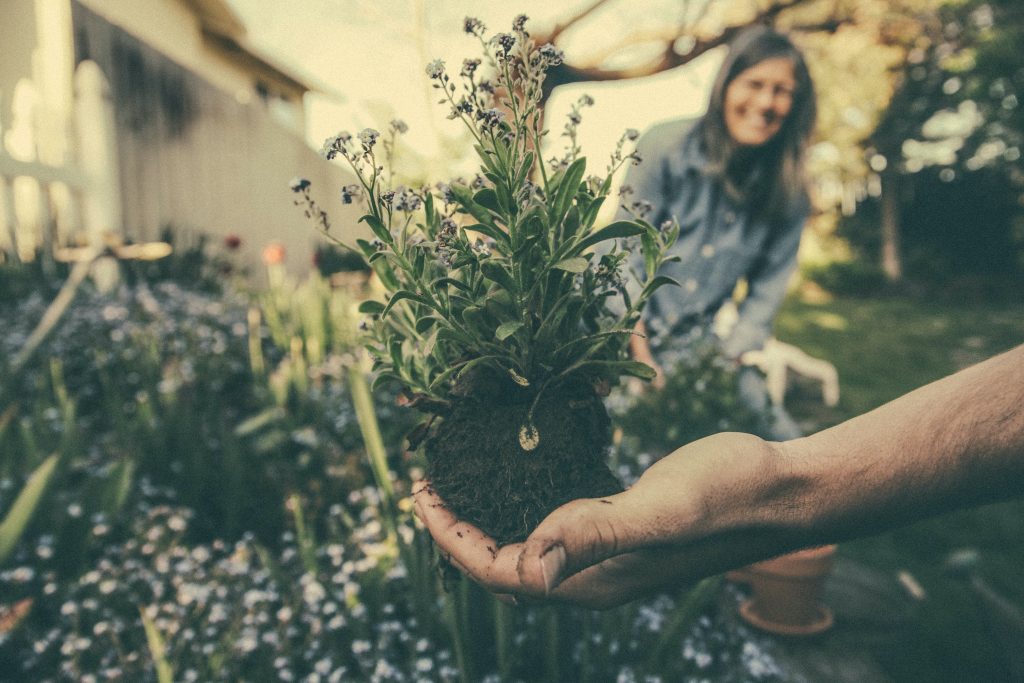 marketplace jardin en évolution